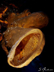 Sponges large and small make up  a lot of the landscape u... by Steven Anderson 